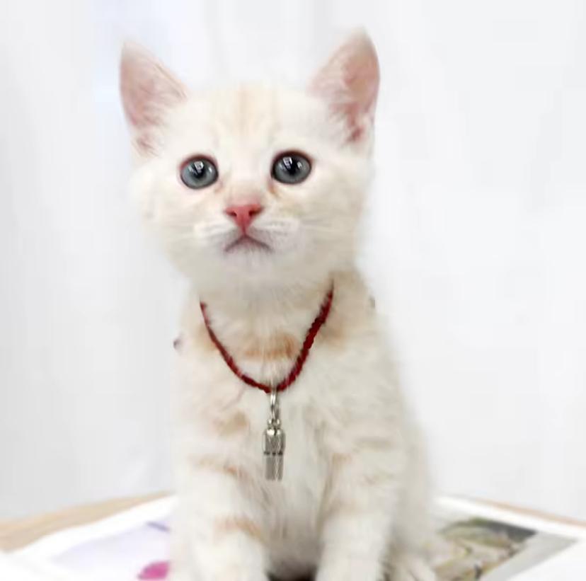 Pet Tag
