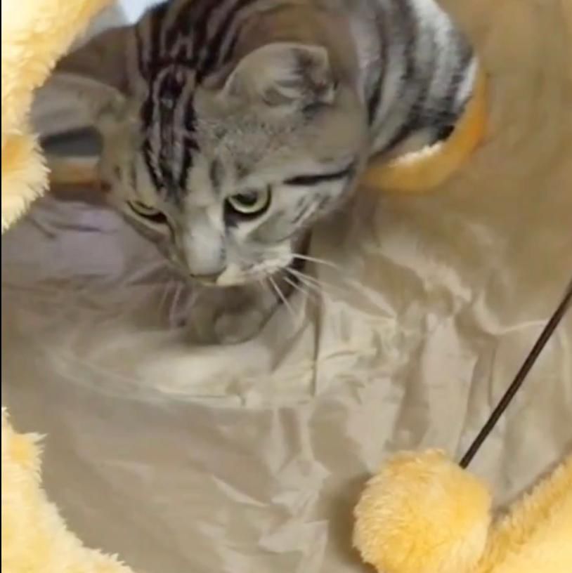 Cat & Small Dog tunnel toy
